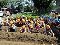 5歳児らいおん組の子どもたちががさつまいもの苗を植えている様子の写真