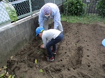 写真：さつま芋の苗植え