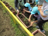 夏野菜の苗を植えてる写真2