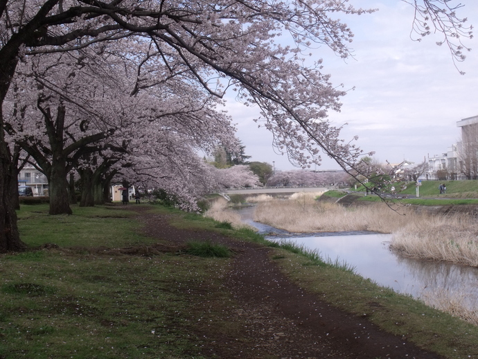 写真：トンネル桜の散歩道 