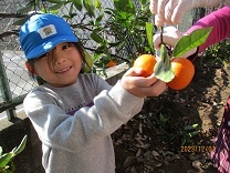 みかんを収穫する5歳児の写真