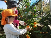 みかんを収穫する4歳児の写真