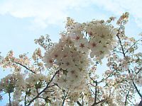 園庭の桜の写真