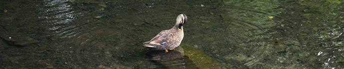 写真：池で遊んでいる鴨