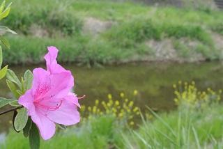 写真：菜の花を見守るツツジ