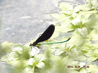 写真：夏中の生物