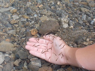 写真：小さな魚たち