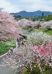 写真：春爛漫