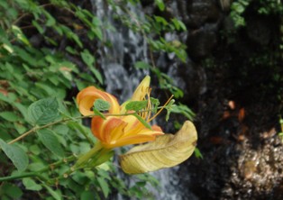 写真：花と小さな滝