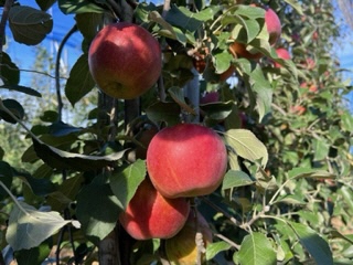 写真：リンゴ(高密植栽培)