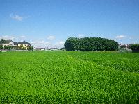 地区内に広がる農地の写真