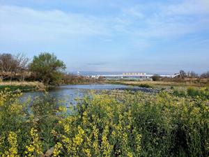 写真：春の浅川河川敷
