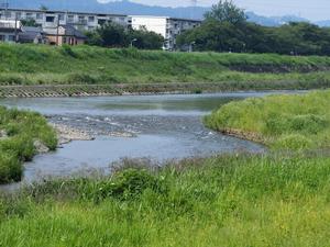 写真：真夏の浅川