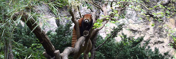 写真：にこにこしているレッサーパンダ