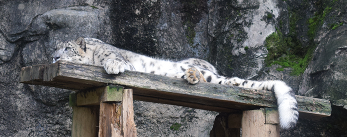 写真：大人のユキヒョウ