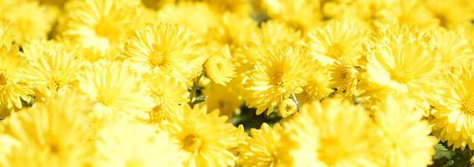 写真：黄色い菊