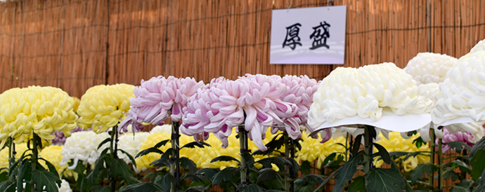 写真：展示されている菊の一列