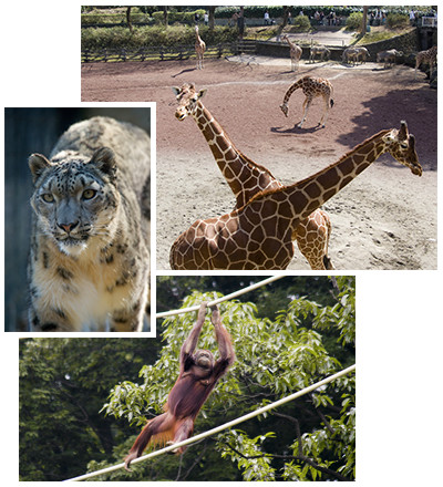 写真1：キリン　写真2：ユキヒョウ　写真3：ロープ掴んでを移動する猿