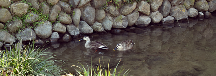 写真：親水路に泳いでいる二羽のカモ