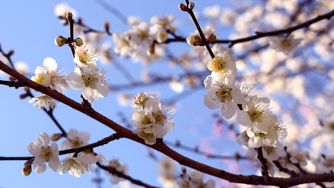 写真：青空に浮かぶ白い梅の花
