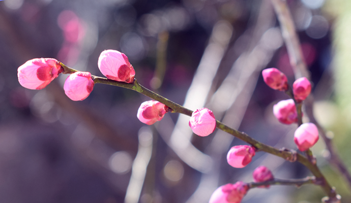 写真：ピンク色の梅のつぼみ