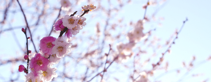 写真：同じ枝に咲いているピンクと白の花