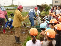 キュウリの苗植えの見学の写真