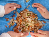 5歳児が給食の野菜くずを細かくちぎっている写真