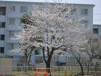 写真：満開の桜