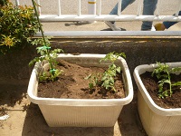 夏野菜の苗植えの写真1