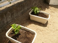 夏野菜の苗植えの写真2