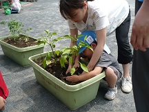 写真：ピーマンを植えたよ