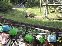 チンパンジーを見ている子どもたち