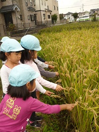 写真：4歳児ぞう組が稲の観察をしているところ