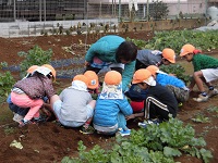 大根を掘る子ども達の写真