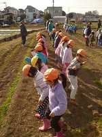 5歳児らいおん組が麦踏みをしているところ