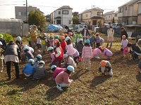 畑の石を拾っているところ