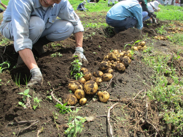 ジャガイモを収穫している写真