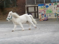 写真：ジャックが園庭を走りました