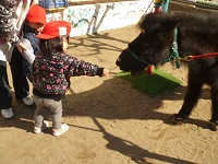 1歳児りす組がリトルホースに餌をあげている様子