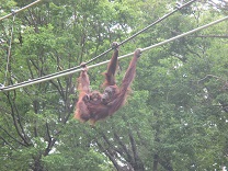 写真：親子のオランウータン