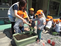 写真：3歳児さんの苗植え