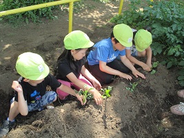写真:子どもたちがさつま芋の苗植えをしている様子