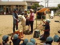 5歳児らいおん組がリトルホースに乗っている写真