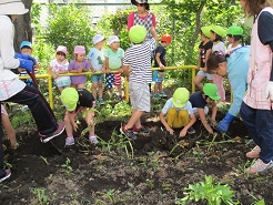 子どもがじゃが芋を掘っている様子