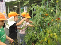 写真：野菜の収穫をしている