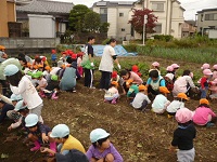 せせらぎ農園の幼児クラスのいもほりの写真