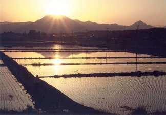 写真：紫波町名産の米畑と夕焼け