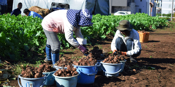 写真：収穫した里芋を整理する生徒たち