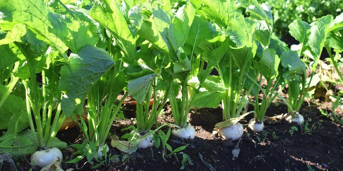 写真：日野市の農園にある収穫前の野菜